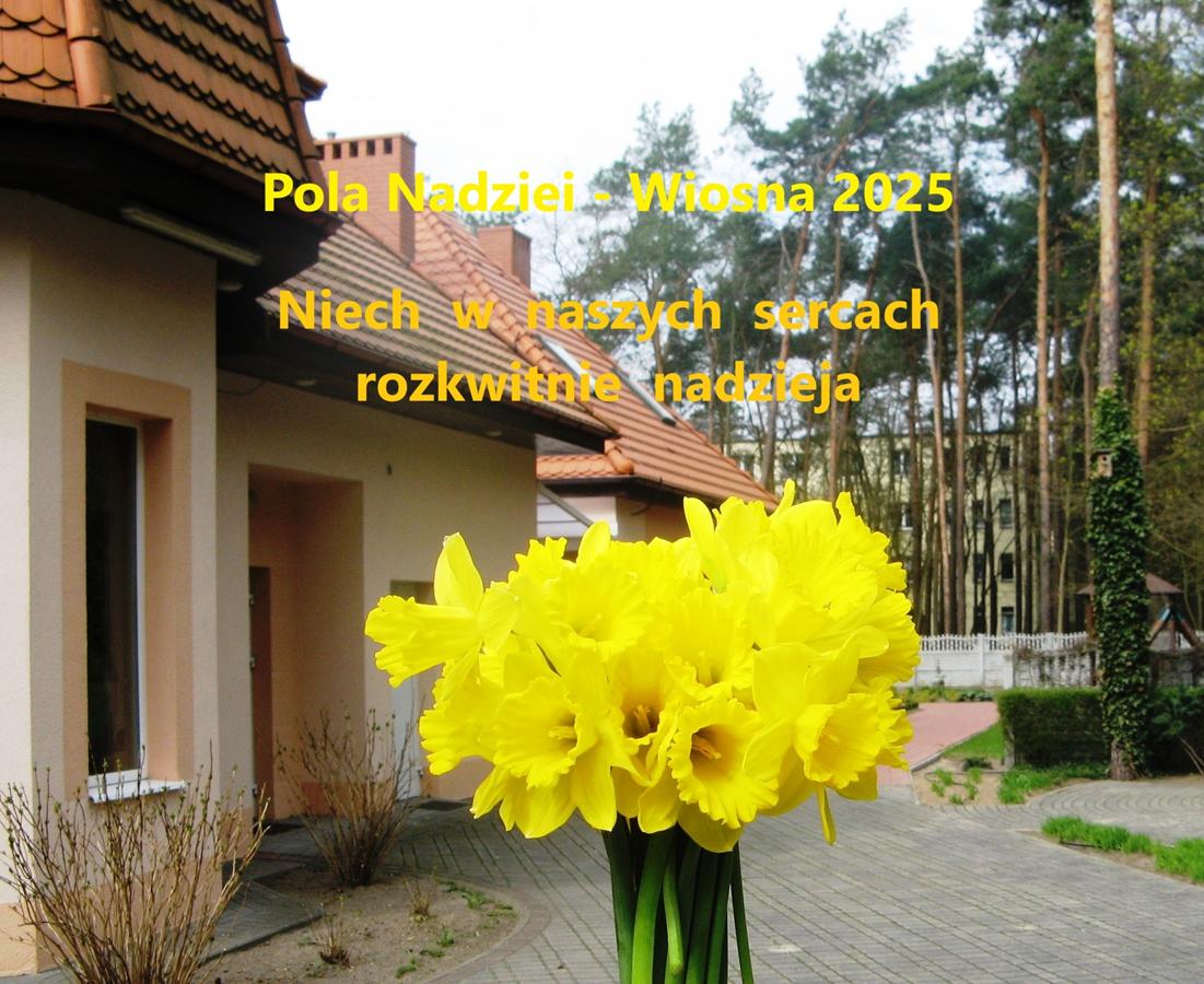 kwitnący żonkil