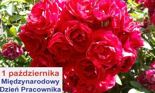 Dzień Pracownika Ochrony Zdrowia